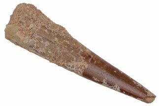 Fossil Pterosaur (Siroccopteryx) Tooth - Morocco #216970