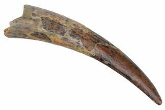 Fossil Pterosaur (Siroccopteryx) Tooth - Morocco #216980
