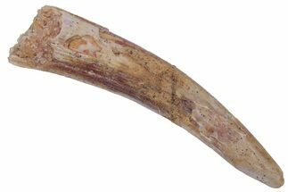 Fossil Pterosaur (Siroccopteryx) Tooth - Morocco #216981