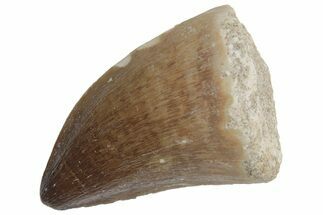 Fossil Mosasaur (Prognathodon) Tooth - Morocco #216989