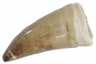 Fossil Mosasaur (Prognathodon) Tooth - Morocco #216995