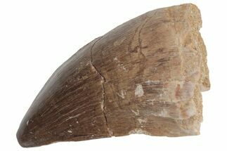 Fossil Mosasaur (Prognathodon) Tooth - Morocco #217006