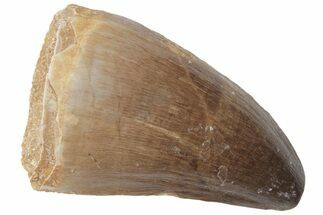 Fossil Mosasaur (Prognathodon) Tooth - Morocco #217019