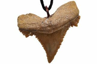 Serrated, Fossil Paleocarcharodon Shark Tooth Necklace #216886