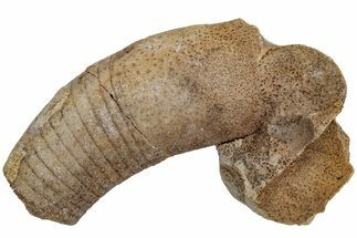 Ordovician Oncoceratid (Beloitoceras) Fossil - Wisconsin #216379