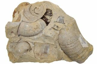 Ordovician Oncoceratid (Zittelloceras) Fossil Plate - Wisconsin #216450