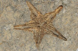 Ordovician Starfish (Petraster?) Fossil - Morocco #217075