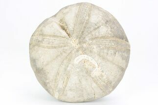 Jurassic Sea Urchin (Clypeus) Fossil - England #216911