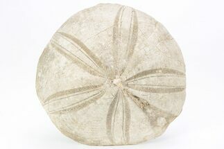 Jurassic Sea Urchin (Clypeus) Fossil - England #216917