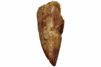 Serrated, Raptor Tooth - Real Dinosaur Tooth #216529