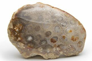 Polished Fossil Coral Head - Indonesia #210924