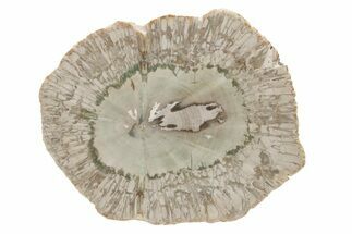 Polished, Chatoyant Petrified Wood Round - Madagascar #217096