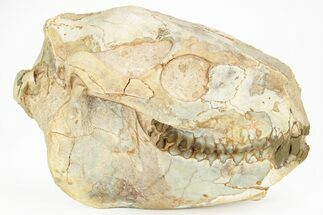 Fossil Oreodont (Merycoidodon) Skull - South Dakota #217195