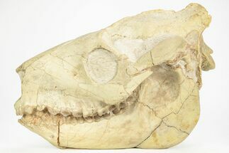 Fossil Oreodont (Merycoidodon) Skull - South Dakota #217197