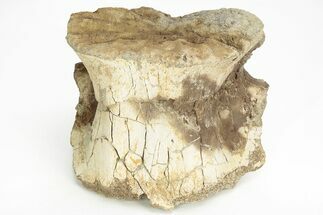 Fossil Pachycephalosaur Vertebra - Hell Creek Formation, Montana #217202