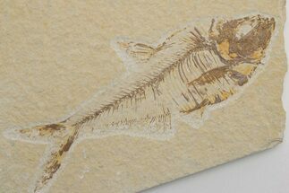 Fossil Fish (Diplomystus) - Green River Formation #217534