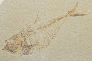 Fossil Fish (Diplomystus) - Green River Formation #217539