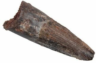 Fossil Spinosaurus Tooth - Real Dinosaur Tooth #215372