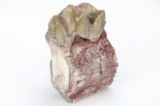 Fossil Running Rhino (Hyracodon) Jaw Section - South Dakota #216673