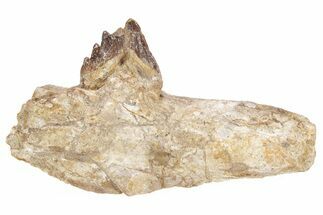 Fossil Primitive Whale (Basilosaur) Jaw Section - Morocco #217825