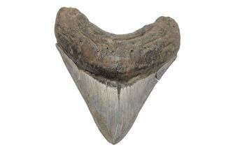 Serrated, Fossil Megalodon Tooth - South Carolina #208583