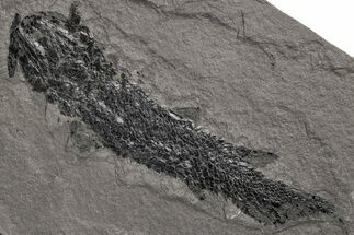Devonian Lobe-Finned Fish (Osteolepis) Fossil - Scotland #217947