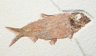 Nice Knightia Alta Fossil Fish - Wyoming #13351