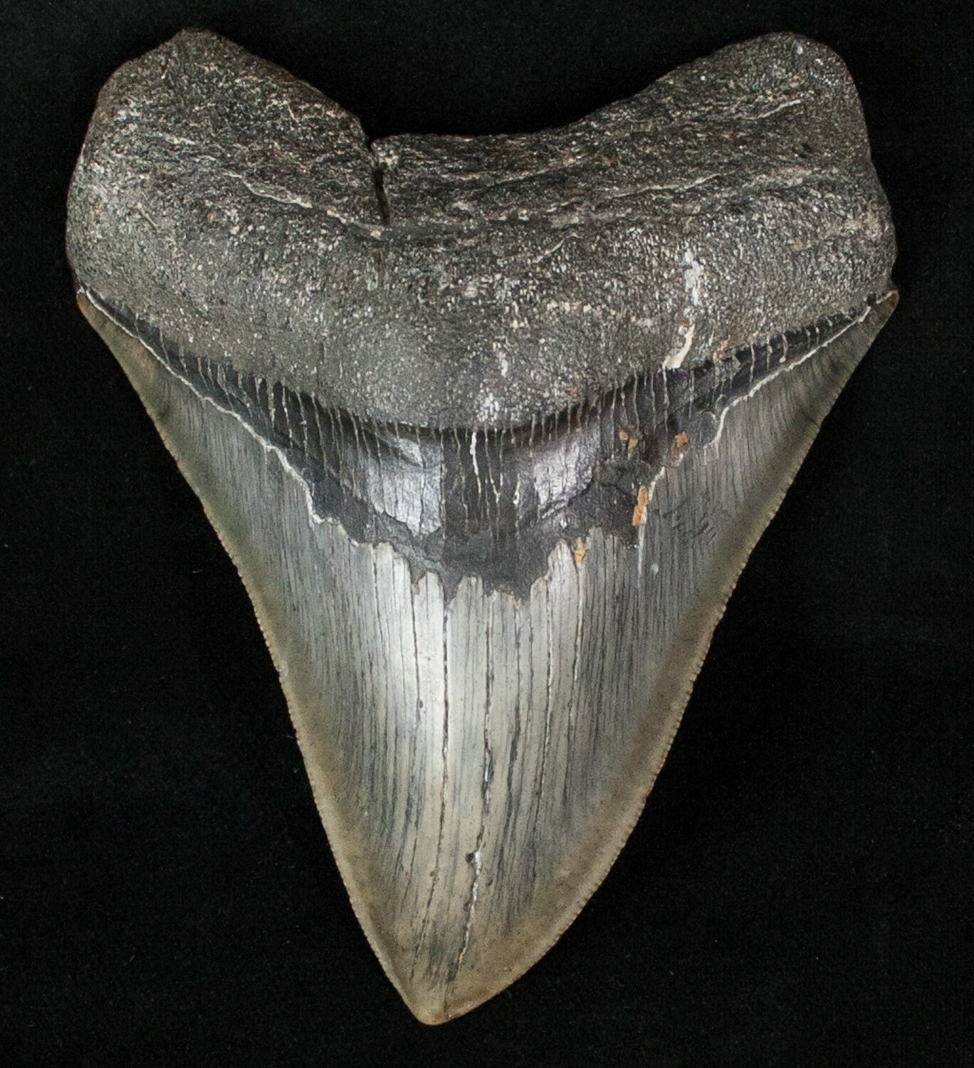 Megalodon Teeth
