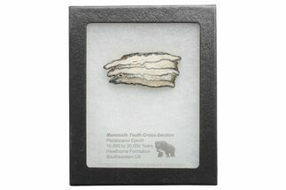 Mammoth Molar Slice with Case - South Carolina #217924