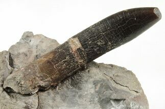 Rooted Sauropod Dinosaur (Diplodocus) Tooth in Situ - Colorado #218344