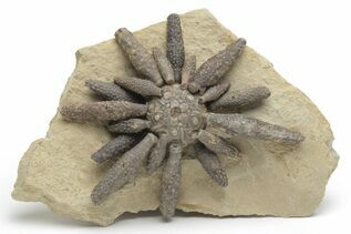 Echinoderms For Sale