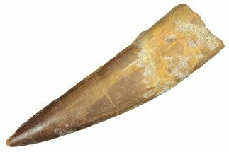 Fossil Spinosaurus Tooth - Real Dinosaur Tooth #218440