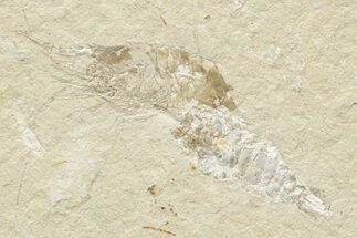 Cretaceous Fossil Shrimp & Unidentified Crustacean - Lebanon #173148