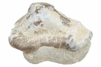 Fossil Crusher Shark (Ptychodus) Tooth - Kansas #218580