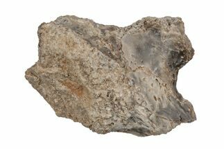 Cretaceous Fossil Turtle (Toxochelys) Skull Bone - Kansas #218758