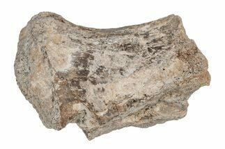 Cretaceous Fossil Turtle (Toxochelys) Flipper Bone - Kansas #218759