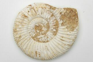 Jurassic Ammonite (Perisphinctes) Fossil - Madagascar #218875