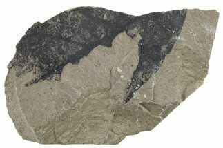 Fossil Sycamore (Macginitiea) Leaf - Green River Formation, Utah #218281