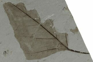 Fossil Leaf - Green River Formation, Utah #218286