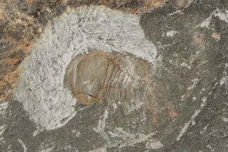 Pelagic Trilobite (Cyclopyge) Fossil - El Kaid Rami, Morocco #218765