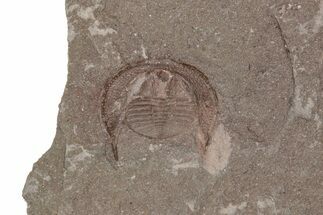 Ordivician Trilobite (Declivolithus) Fossil (Pos/Neg) - Morocco #218771