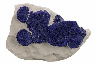 Vibrant Blue Azurite Suns on Siltstone - Australia #217995