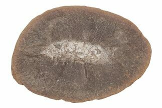 Astreptoscolex Fossil Worm (Pos/Neg) - Mazon Creek #218315