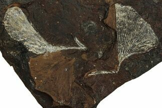 Two Fossil Ginkgo Leaves From North Dakota - Paleocene #215489