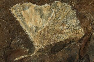 Fossil Ginkgo Leaf From North Dakota - Paleocene #215492