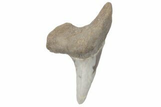Fossil Ginsu Shark (Cretoxyrhina) Tooth - Kansas #219141