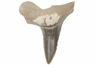 Bargain, Fossil Ginsu Shark (Cretoxyrhina) Tooth - Kansas #219155