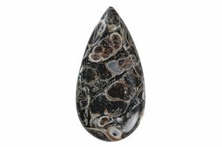 Polished Fossil Turritella Agate Cabochon - Wyoming #219191
