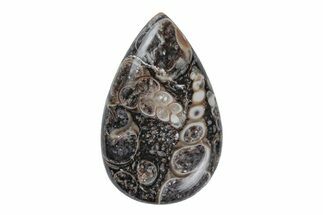 Polished Fossil Turritella Agate Cabochon - Wyoming #219226