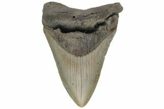 Fossil Megalodon Tooth - North Carolina #219357